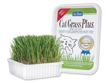 Gimborn Gimpet Cat Grass 150g on Sale